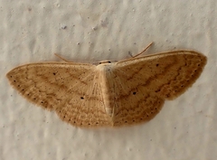 Scopula minorata