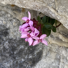 Sonderothamnus petraeus
