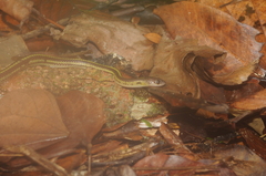 Lycodon tristrigatus