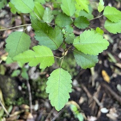 Plagianthus regius
