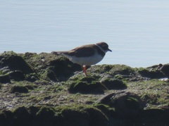 Charadrius hiaticula tundrae