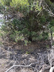 Eucalyptus conferruminata