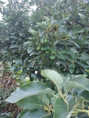 Persea americana