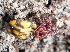 Amblyomma hebraeum