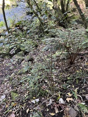 Plagianthus regius