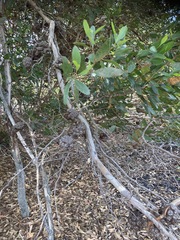 Eucalyptus conferruminata