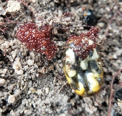 Amblyomma hebraeum