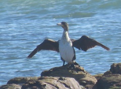 Phalacrocorax carbo lucidus