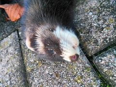 Mustela putorius