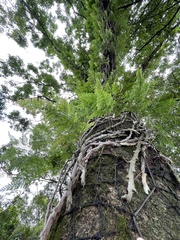 Davallia griffithiana