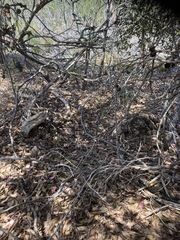 Eucalyptus conferruminata