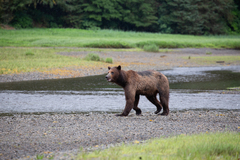 Ursus arctos sitkensis