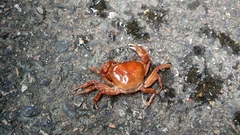 Aparapotamon grahami