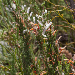 Erica perspicua perspicua