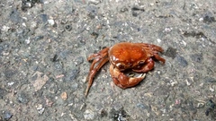 Aparapotamon grahami