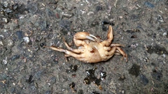 Aparapotamon grahami