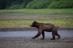 Ursus arctos sitkensis