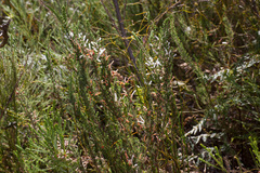 Erica perspicua perspicua