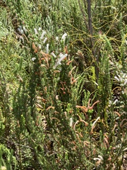 Erica perspicua perspicua
