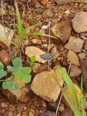 Spialia galba
