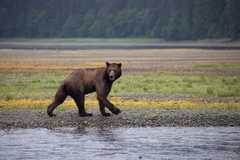 Ursus arctos sitkensis