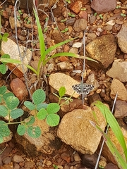 Spialia galba