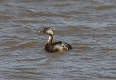 Poliocephalus poliocephalus