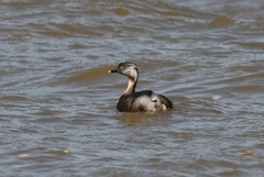 Poliocephalus poliocephalus