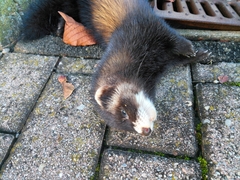 Mustela putorius