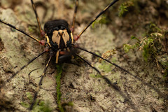 Neopantopsalis pentheter