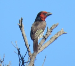 Lybius torquatus torquatus