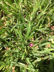 Carpobrotus modestus