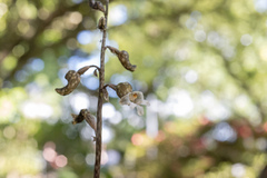 Gastrodia cunninghamii