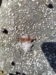 Bembicium
