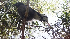 Strepera versicolor arguta