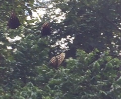 Euploea camaralzeman malayica