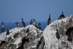 Phalacrocorax punctatus