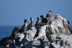 Phalacrocorax punctatus