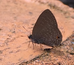 Anthene emolus goberus