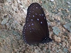Euploea mulciber mulciber
