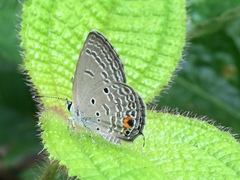 Luthrodes pandava pandava