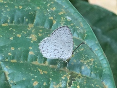 Allotinus unicolor unicolor