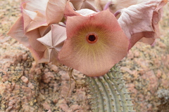 Ceropegia currorii image