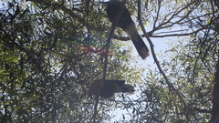 Strepera versicolor arguta