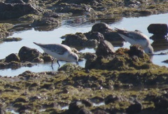 Calidris alba alba