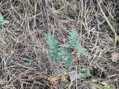 Vicia nervata
