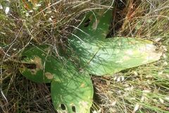 Brunsvigia orientalis