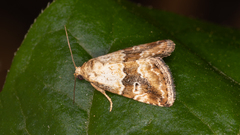 Maliattha amorpha