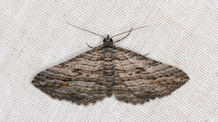 Chrysolarentia severata