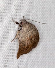 Tortricopsis pyroptis